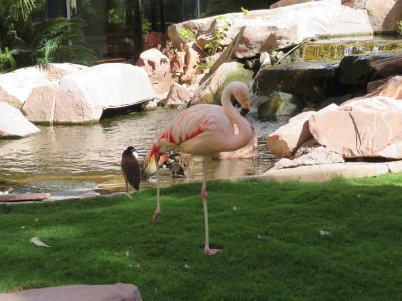 Flamingo in The Habitat at the Flamingo Casino